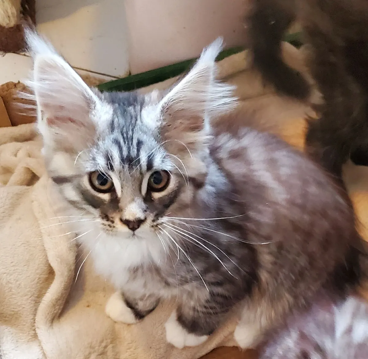 Pure Bred Maine Coon Kittens. - Image 2