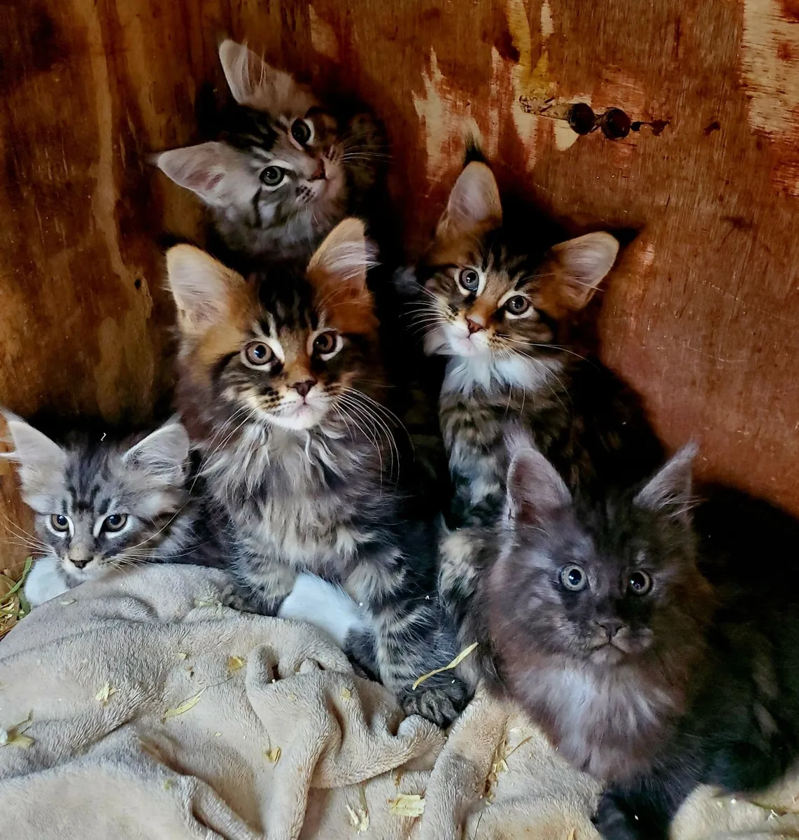 Pure Bred Maine Coon Kittens. - Image 1
