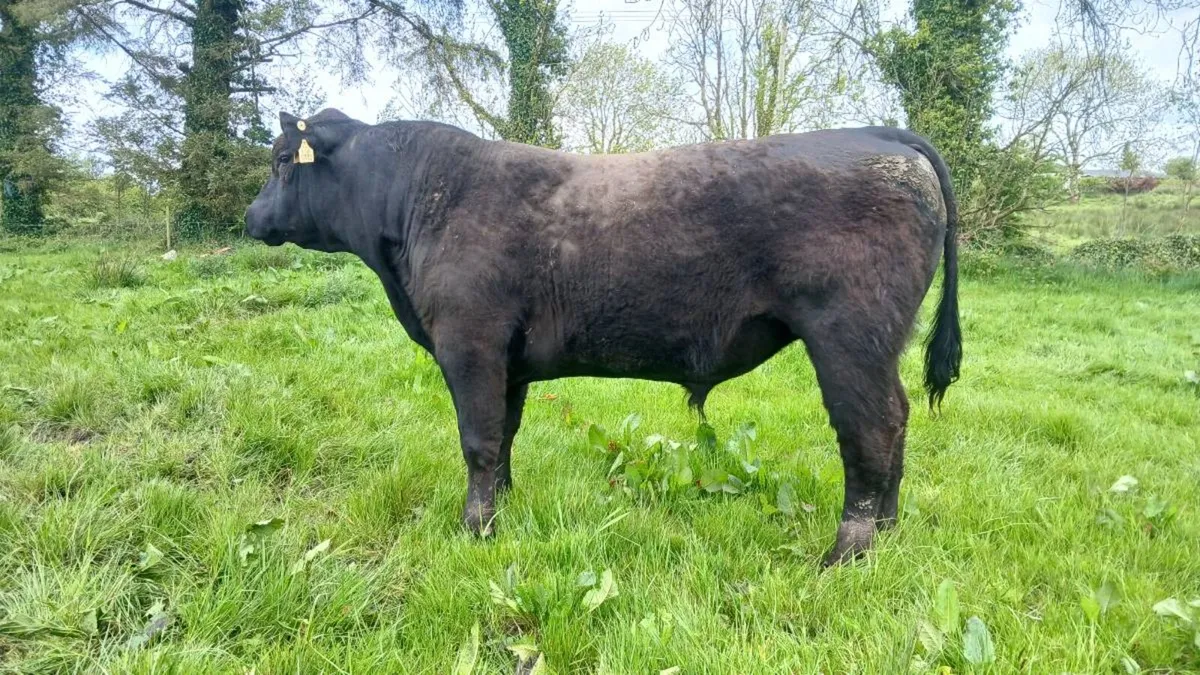 Angus bull - Image 4