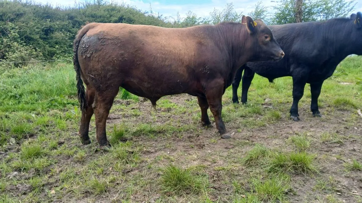 Angus bull - Image 3