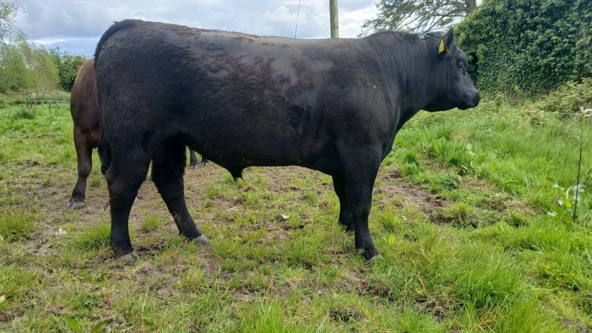 Angus bull - Image 1