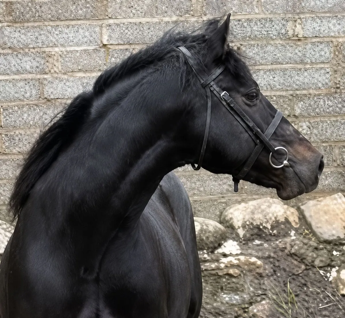 Pony - Image 1