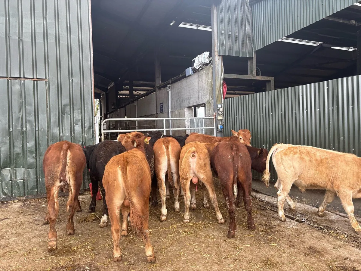 10 super 320 kg continental bullocks - Image 4