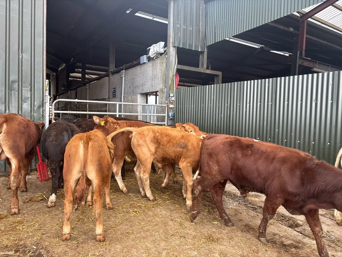 10 super 320 kg continental bullocks - Image 2