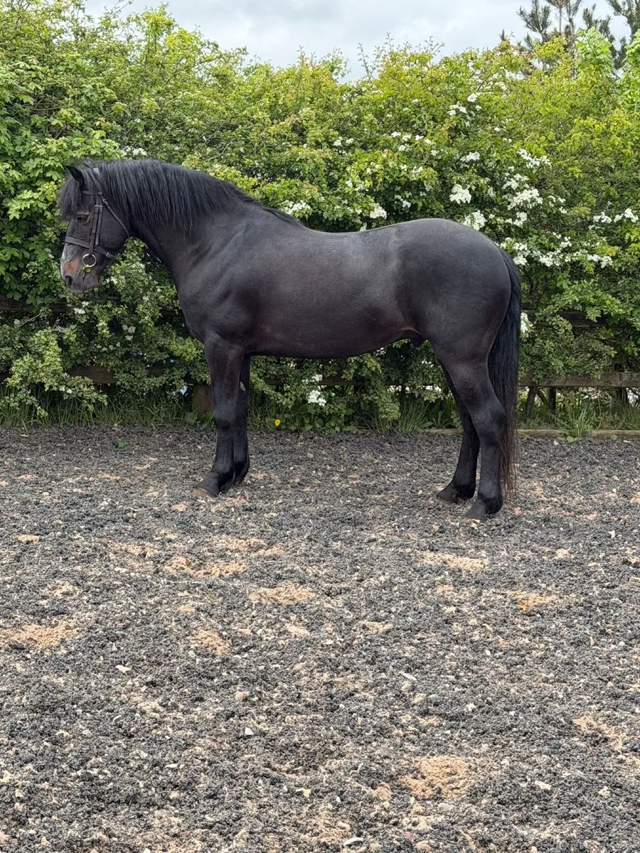 Pony - Image 3