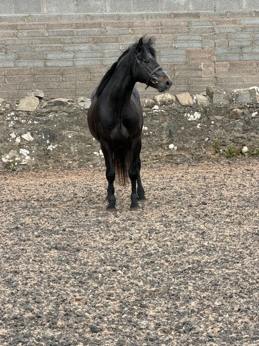 Pony - Image 4