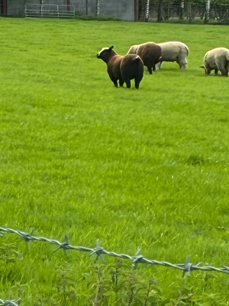 Ewe Lambs - Image 2