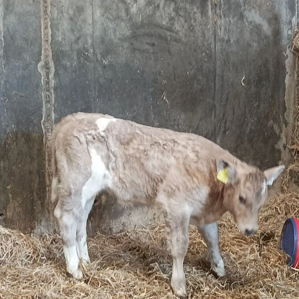 Super ch calf - Image 2