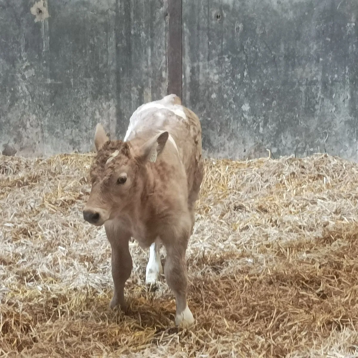 Super ch calf - Image 3