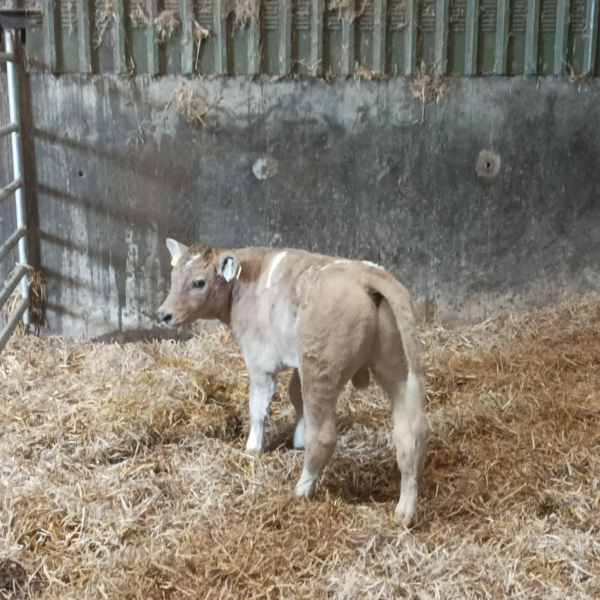 Super ch calf - Image 1