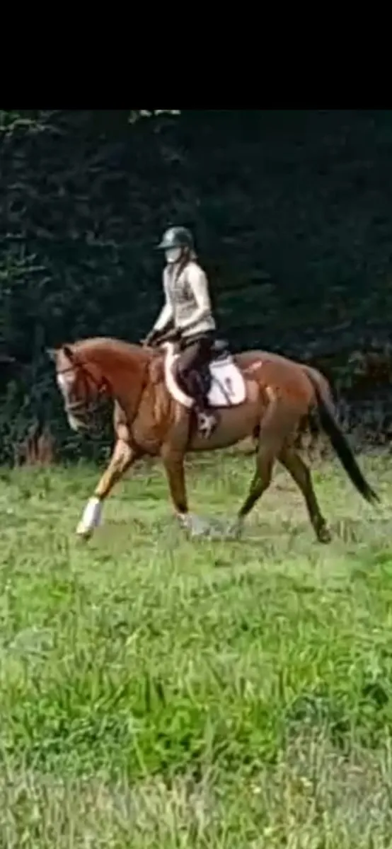 Classy ROR/Eventing Prospect | 16.1hh - Image 1