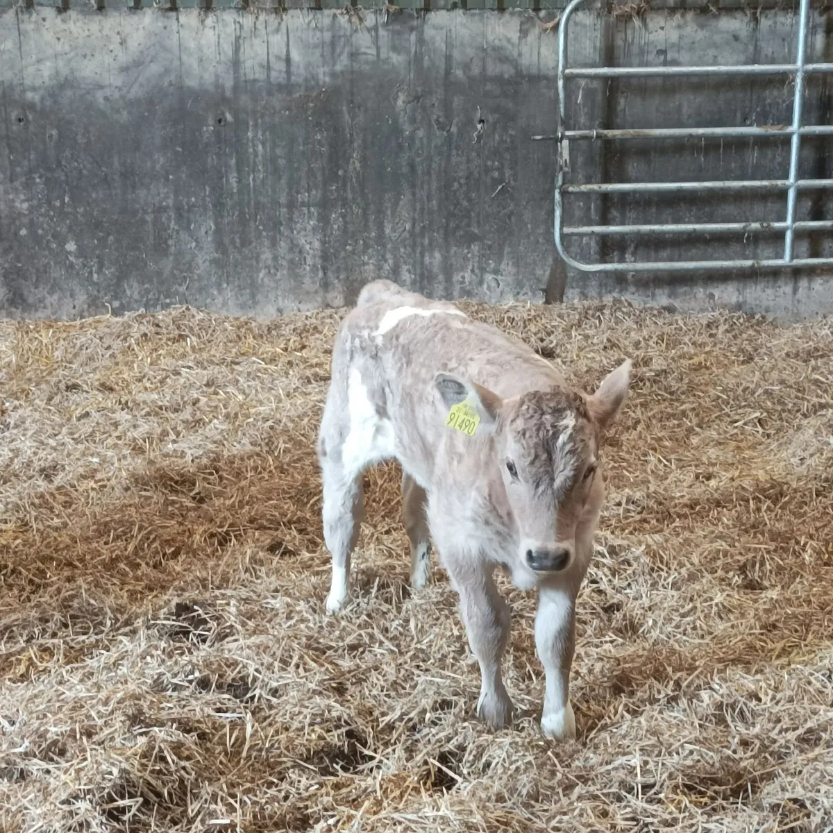 Super ch calf - Image 4