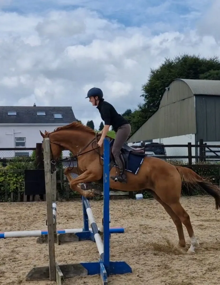 Classy ROR/Eventing Prospect | 16.1hh - Image 2