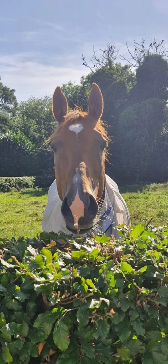Classy ROR/Eventing Prospect | 16.1hh - Image 4