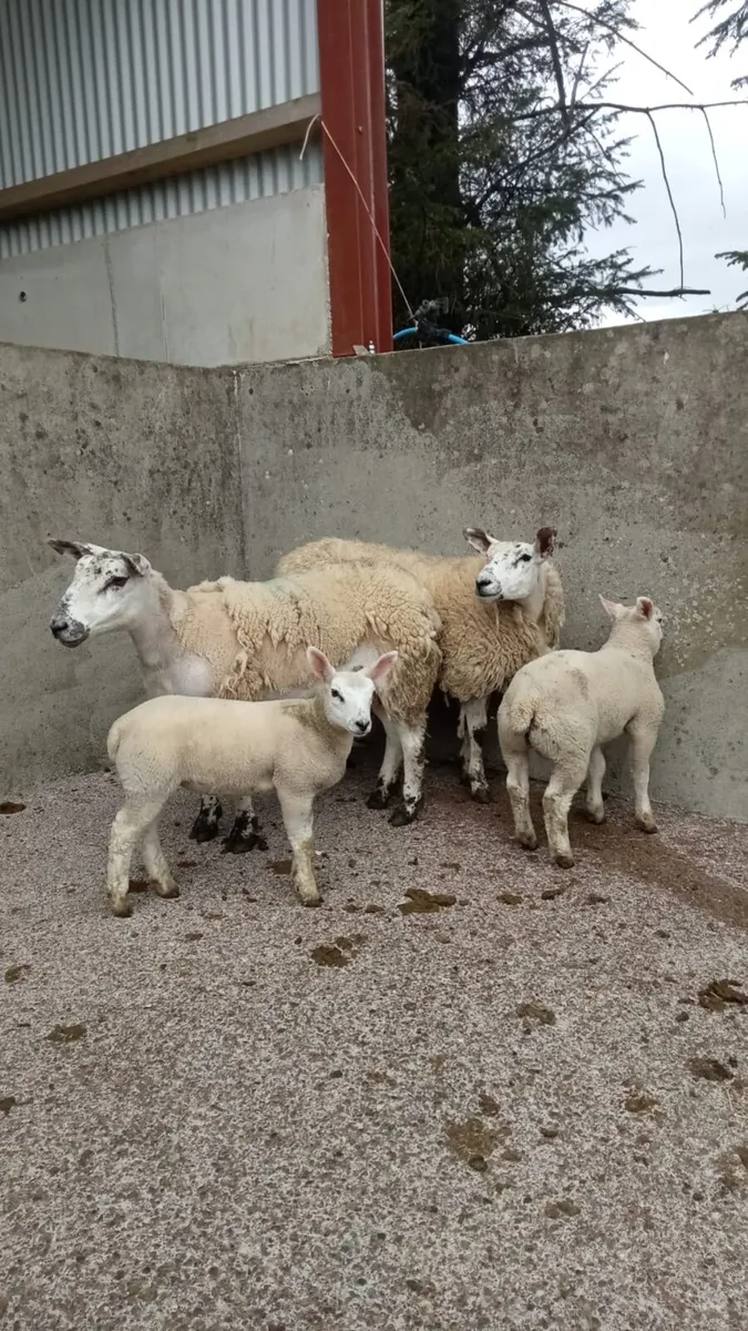 Omagh Mart Saturday 9th May - Image 1