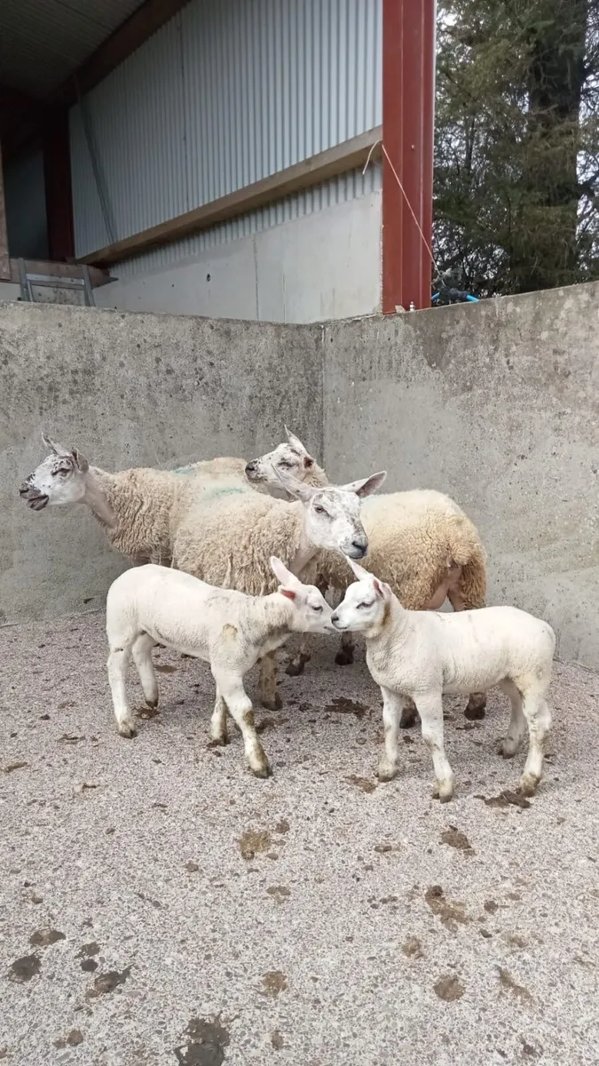 Omagh Mart Saturday 9th May - Image 2