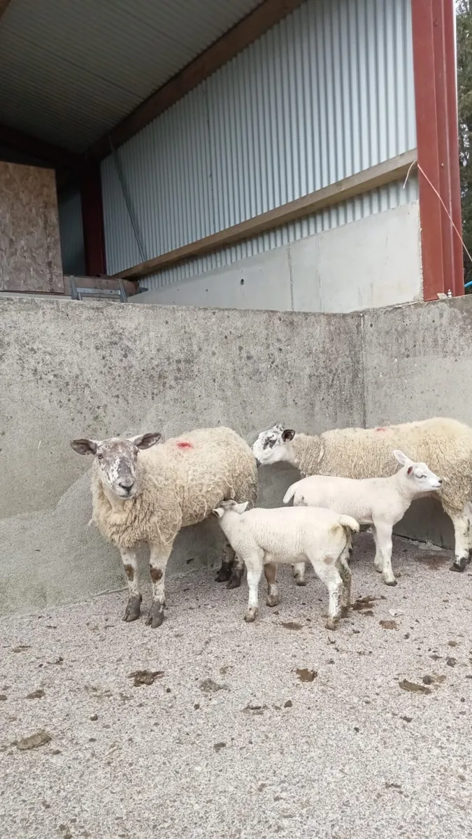 Omagh Mart Saturday 9th May - Image 3