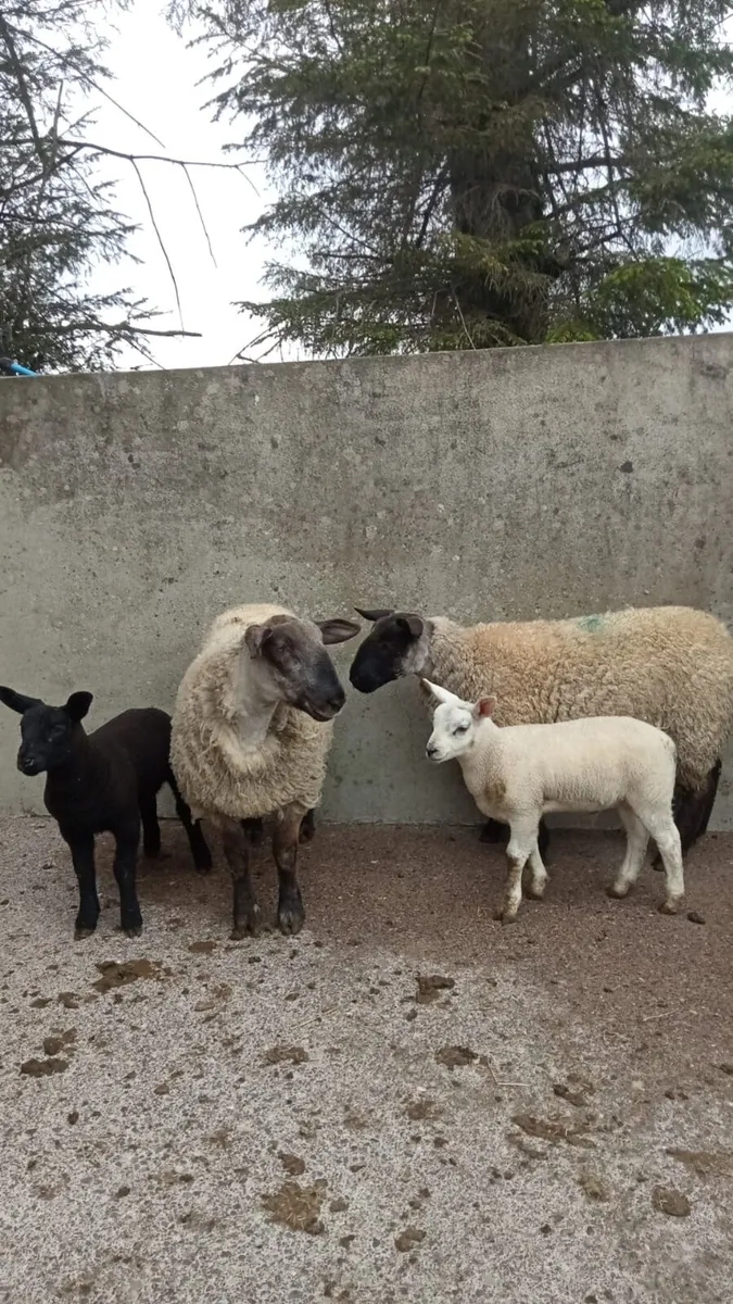 Omagh Mart Saturday 9th May - Image 4