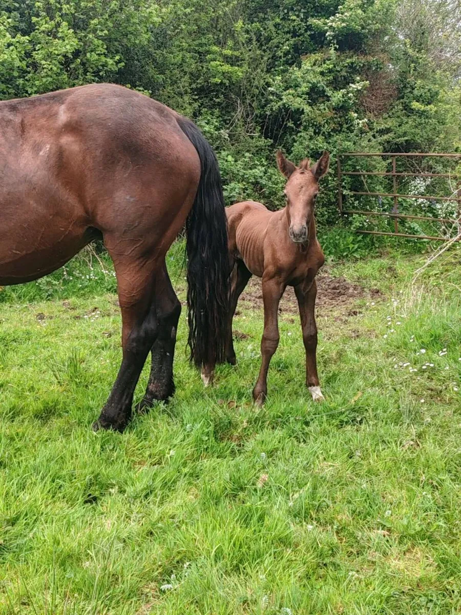 Broodmare with green book - Image 2