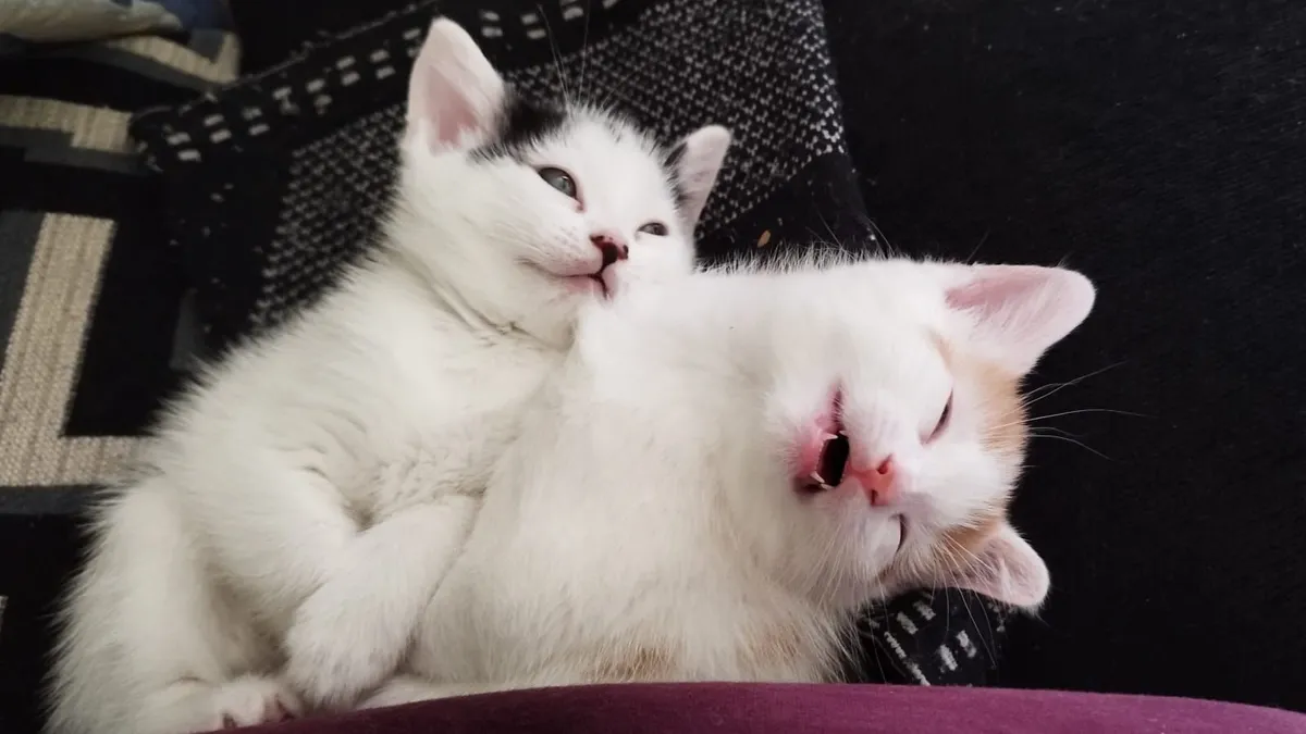 Kittens - Image 1