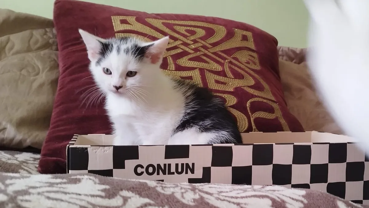Kittens - Image 2