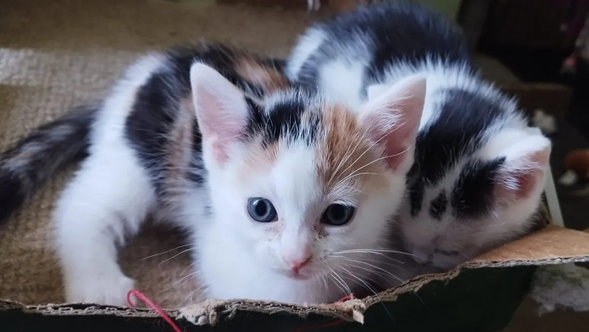 Kittens - Image 3