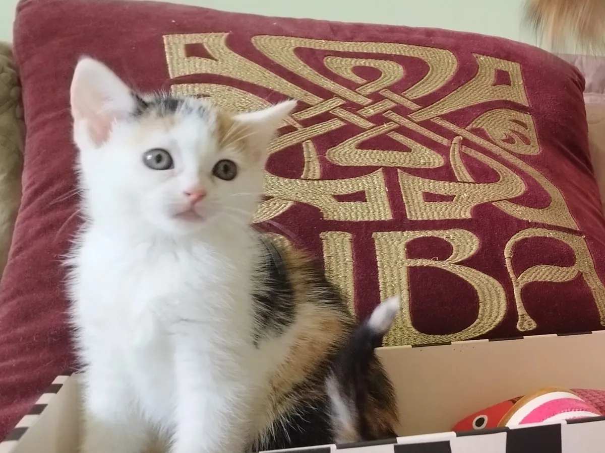 Kittens - Image 4