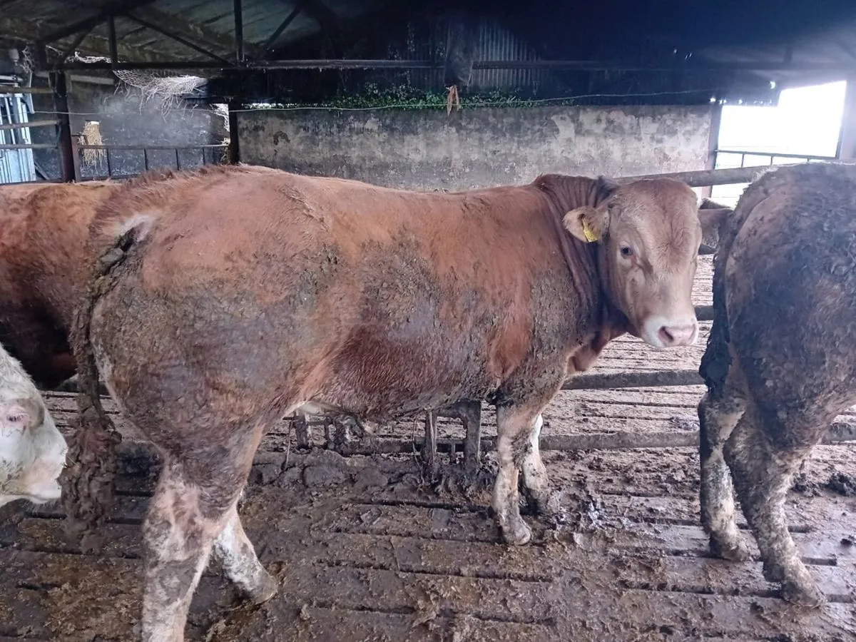 💥Pedigree 5 star limousin bull💥 - Image 1