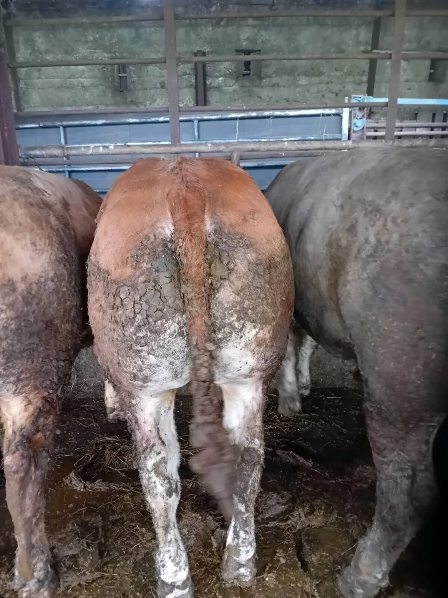 💥Pedigree 5 star limousin bull💥 - Image 3