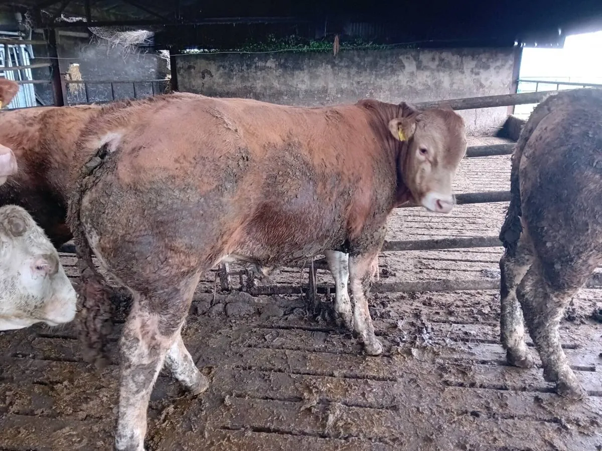 💥Pedigree 5 star limousin bull💥 - Image 2