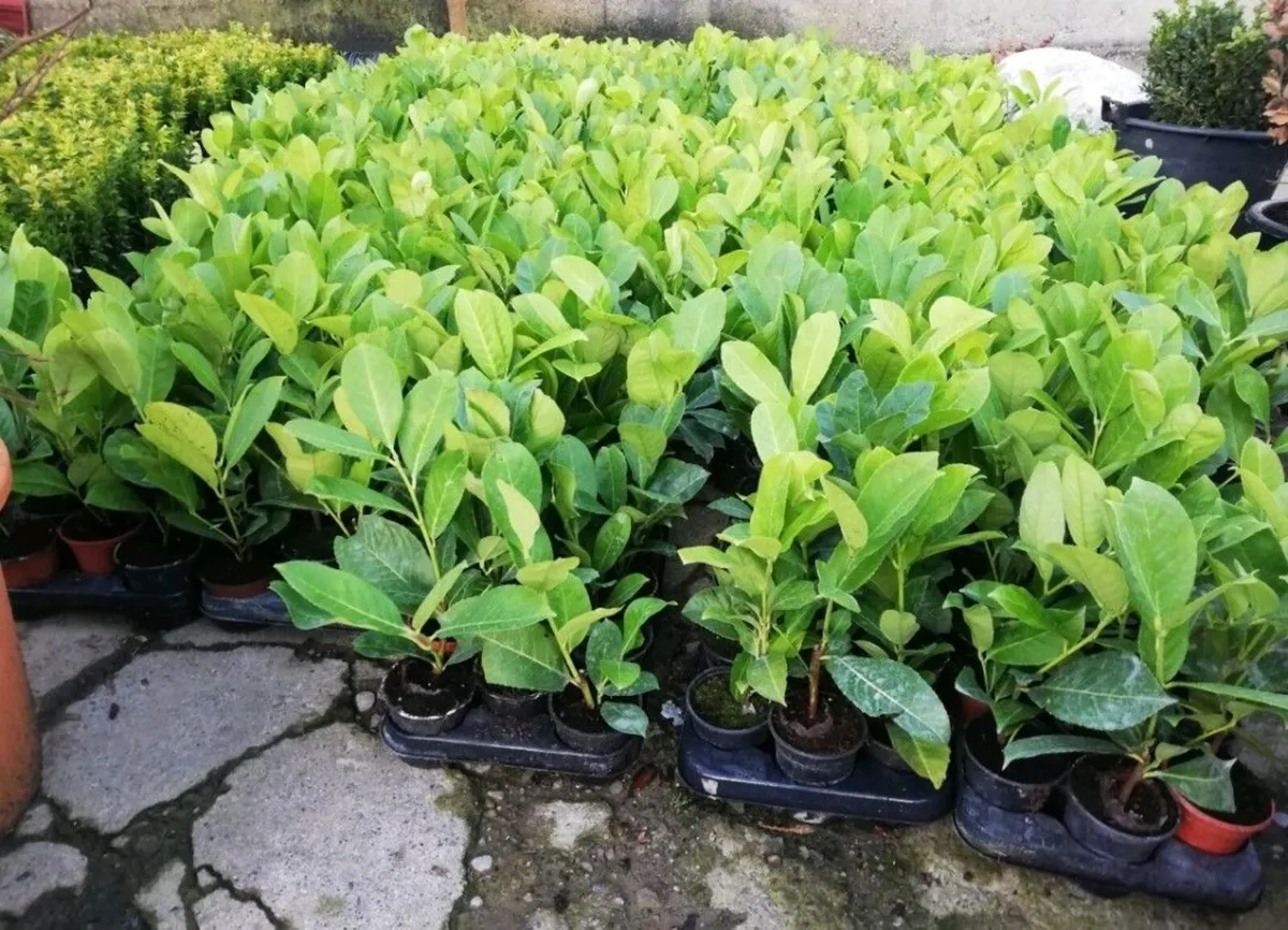 Laurel Hedging - Image 2