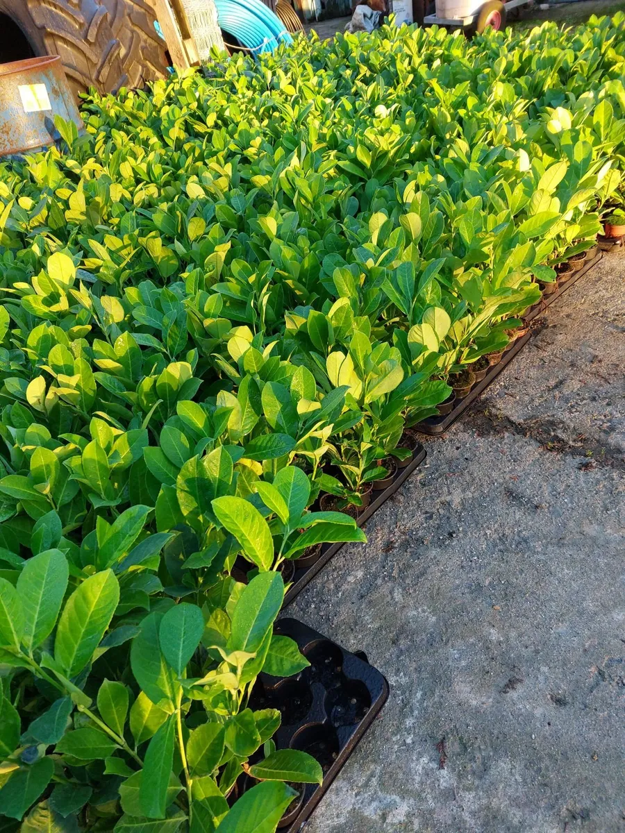 Laurel Hedging - Image 1