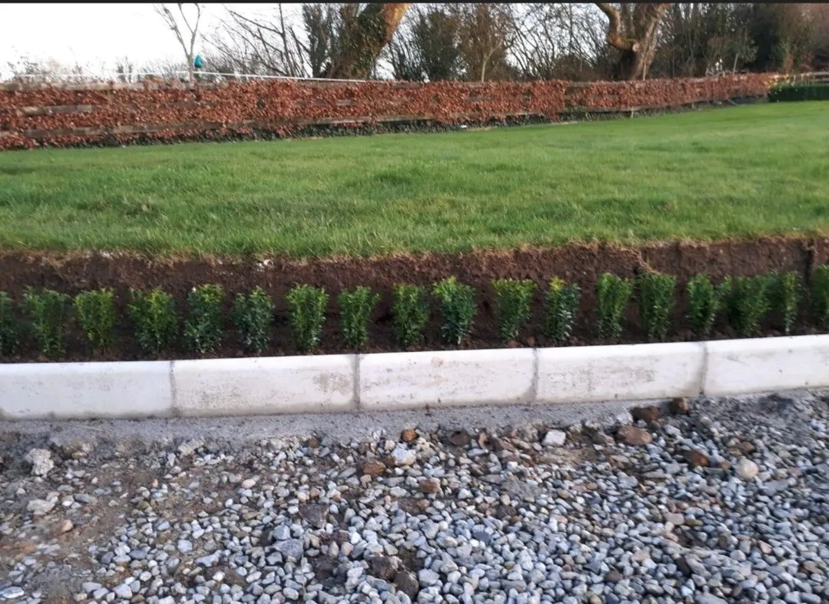 Box Hedging - Image 4