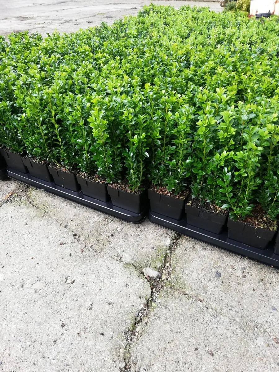 Box Hedging - Image 1