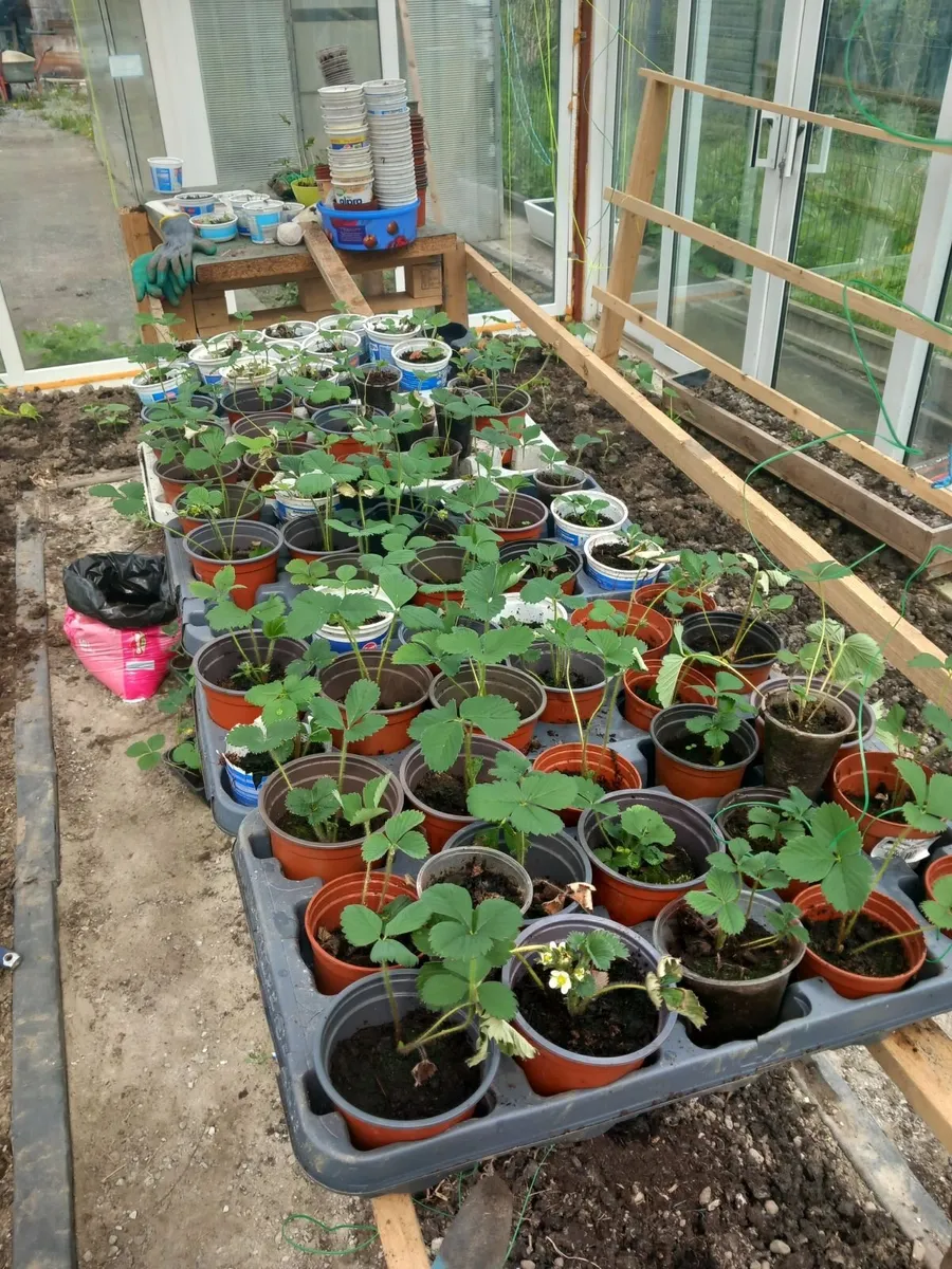 Tomatoe plants - Image 1
