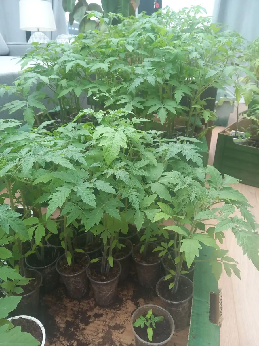 Tomatoe plants - Image 2