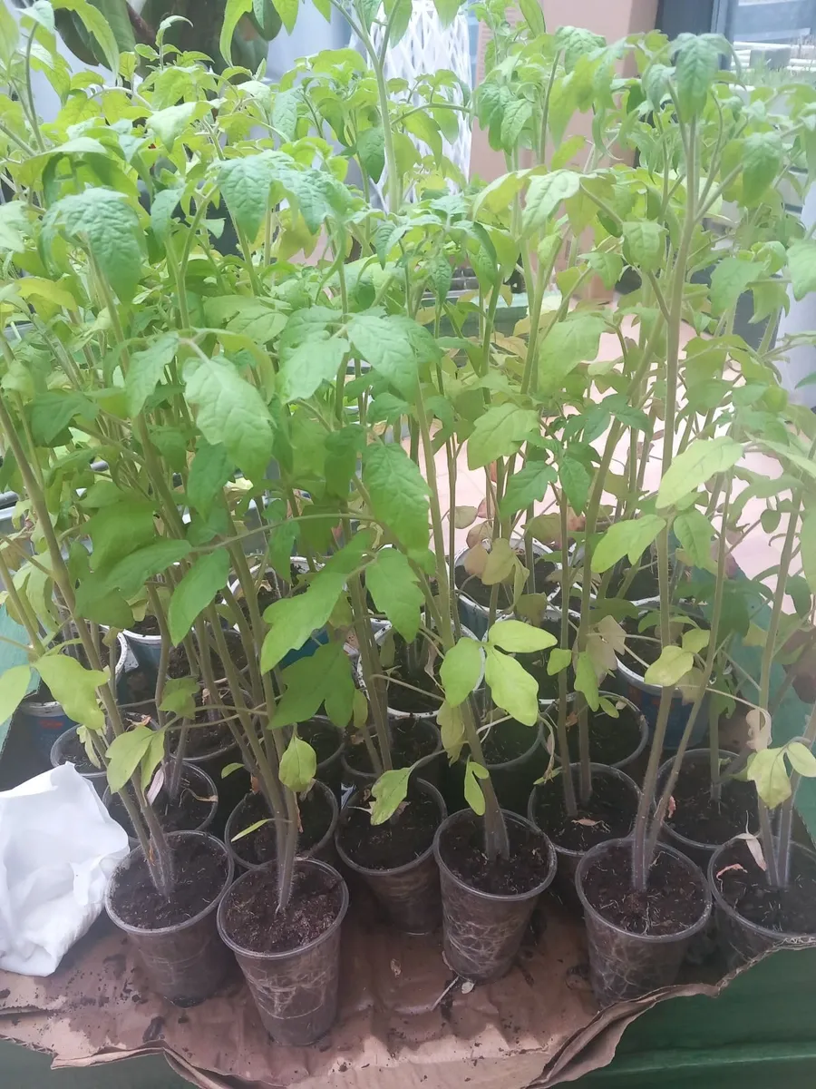 Tomatoe plants - Image 3