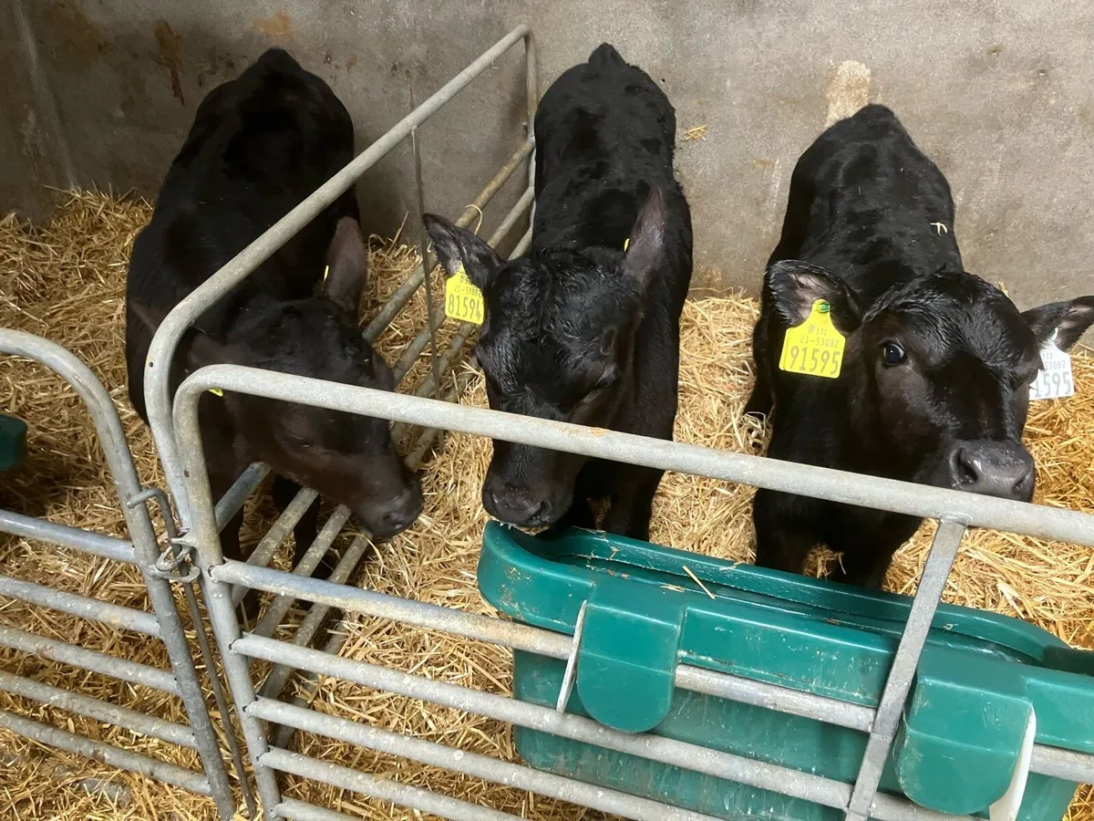 AA Calves For Sale - Image 1