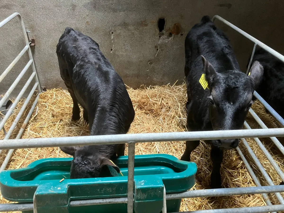 AA Calves For Sale - Image 2