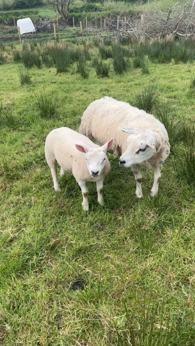 Pedigree ewe - Image 1