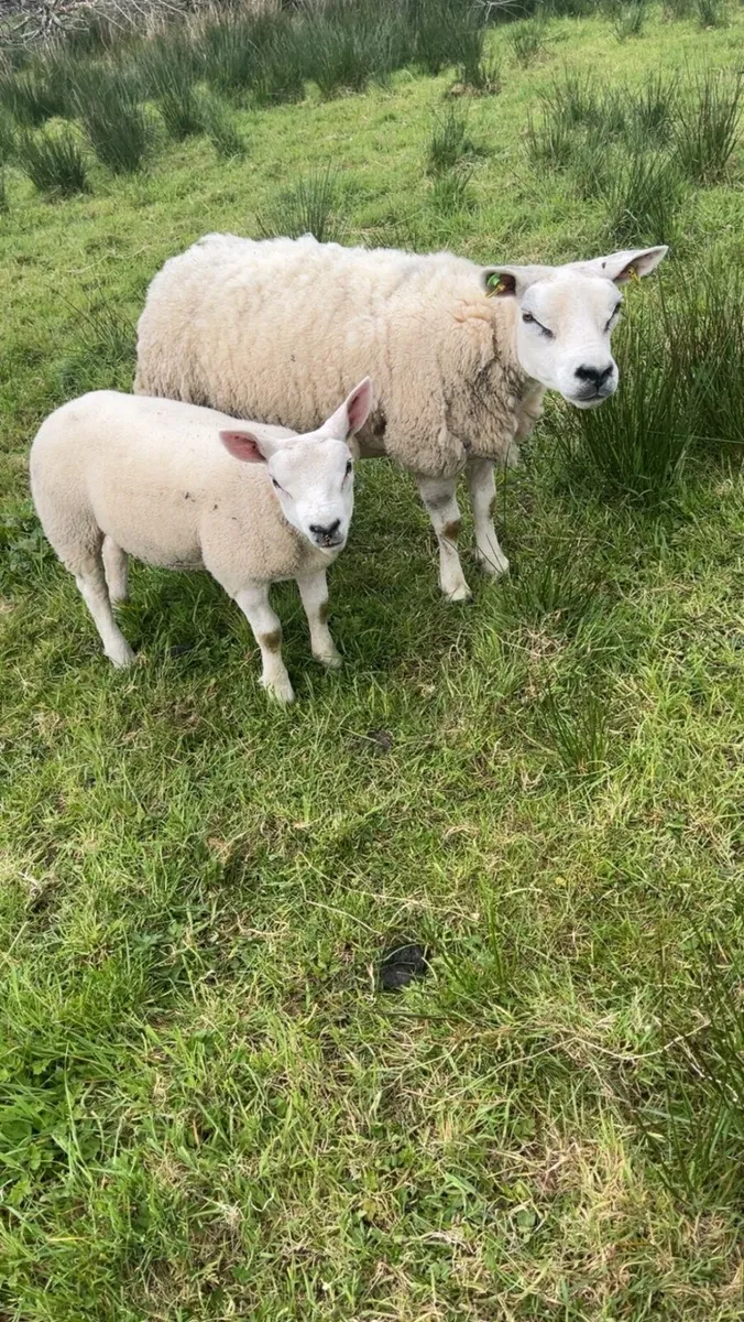 Pedigree ewe - Image 2