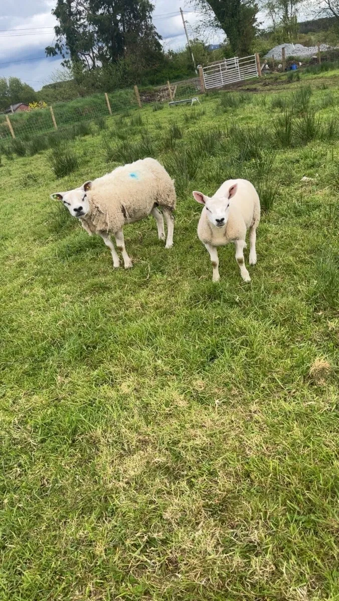 Pedigree ewe - Image 3