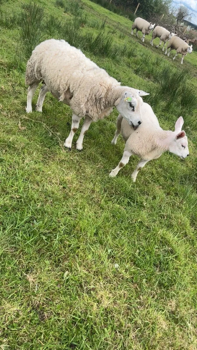 Pedigree ewe - Image 4