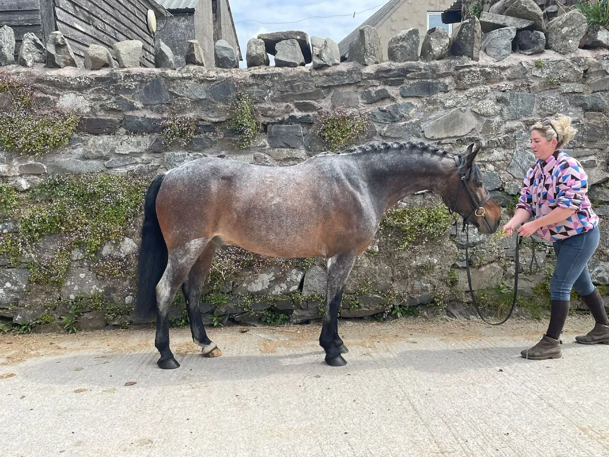 Pony - Image 1