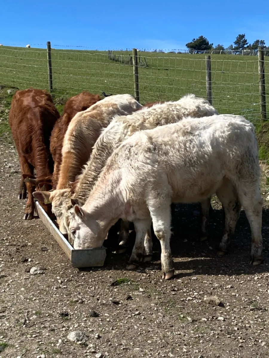 6 super store heifers - Image 1
