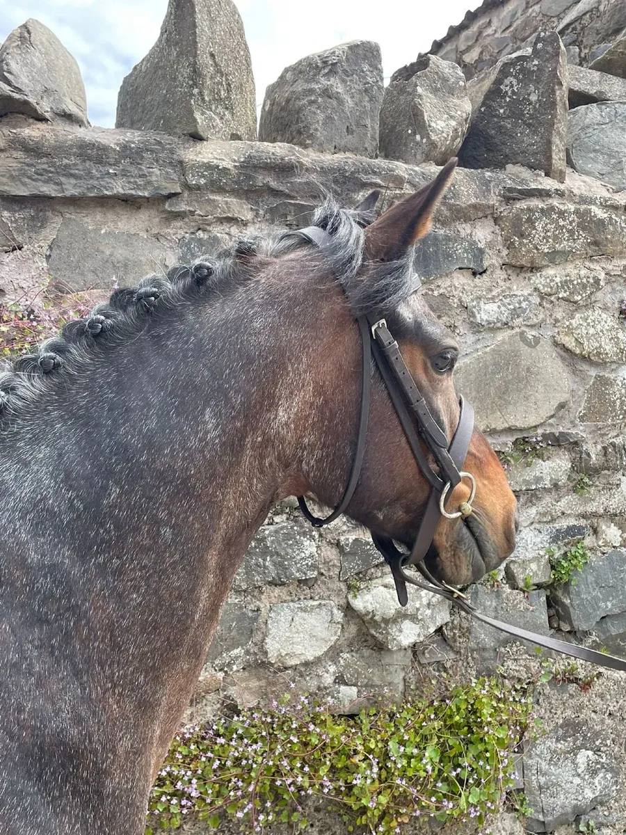 Pony - Image 2