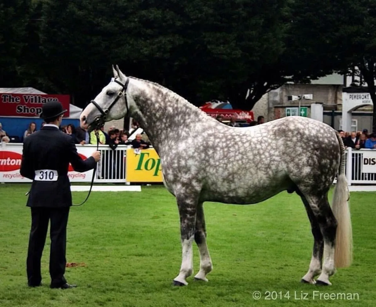 Irish Draught Stallion at Stud - Image 1
