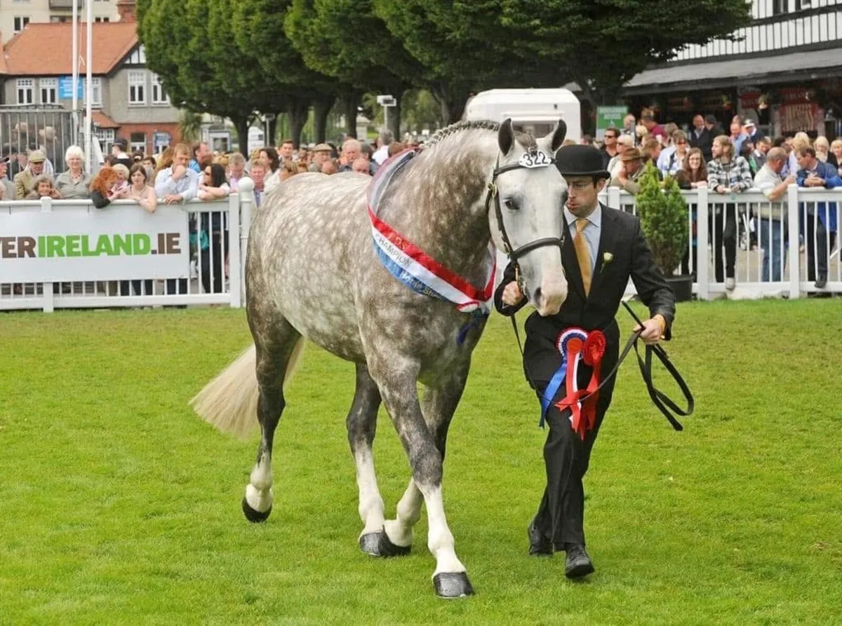 Irish Draught Stallion at Stud - Image 2