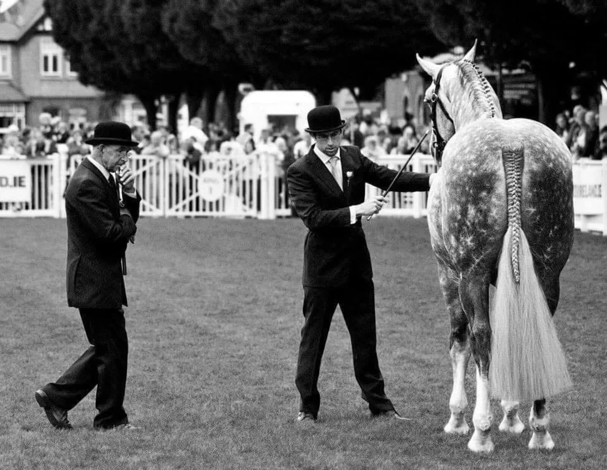 Irish Draught Stallion at Stud - Image 3