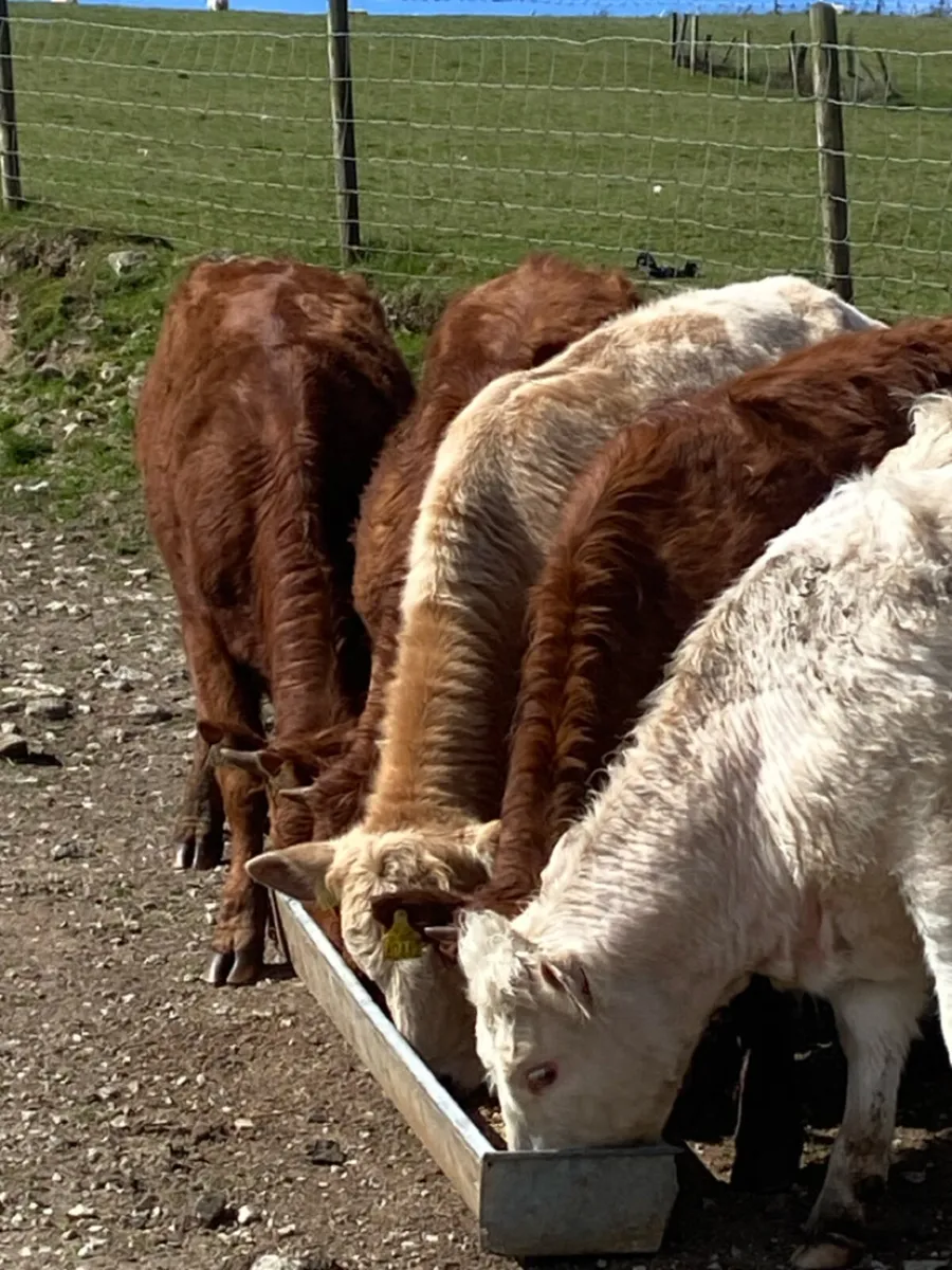 6 super store heifers - Image 2